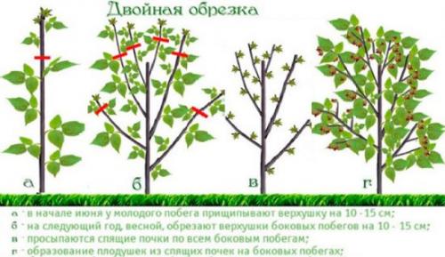 Обрезка ремонтантной малины по соболеву. Двойная обрезка по методу Соболева: как правильно провести