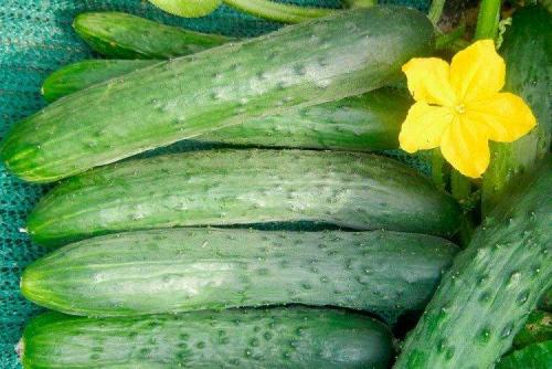 Какие сорта огурцов наиболее популярны в странах Восточной Европы для засолки. Самые высокоурожайные сорта огурцов: фото, названия и описания (каталог)