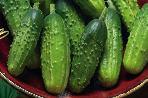 Какие сорта огурцов наиболее популярны в странах Восточной Европы для засолки. Самые высокоурожайные сорта огурцов: фото, названия и описания (каталог)