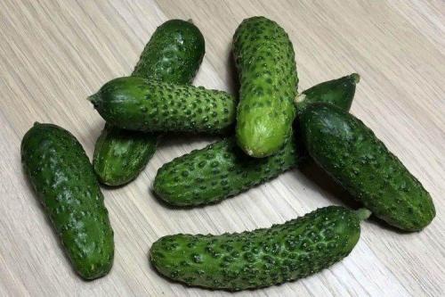 Какие сорта огурцов наиболее популярны в странах Восточной Европы для засолки. Самые высокоурожайные сорта огурцов: фото, названия и описания (каталог)