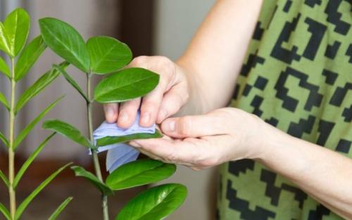 Как правильно ухаживать за цветами осенью. Уход за комнатными растениями осенью, которым не нужен прохладный период покоя