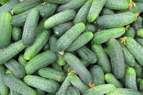 Какие сорта огурцов наиболее популярны в странах Восточной Европы для засолки. Самые высокоурожайные сорта огурцов: фото, названия и описания (каталог)