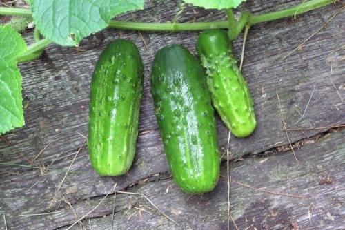 Какие сорта огурцов наиболее популярны в странах Восточной Европы для засолки. Самые высокоурожайные сорта огурцов: фото, названия и описания (каталог)