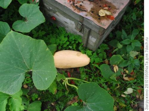 Тыква сладкий банан. Розовый банан - это вкусная тыква