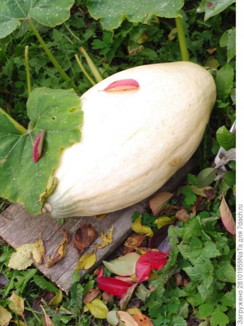 Тыква сладкий банан. Розовый банан - это вкусная тыква