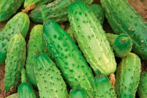 Какие сорта огурцов наиболее популярны в странах Восточной Европы для засолки. Самые высокоурожайные сорта огурцов: фото, названия и описания (каталог)