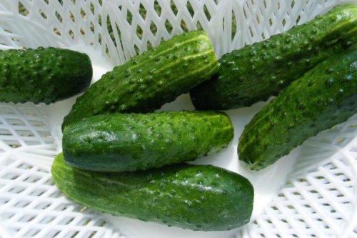 Какие сорта огурцов наиболее популярны в странах Восточной Европы для засолки. Самые высокоурожайные сорта огурцов: фото, названия и описания (каталог)