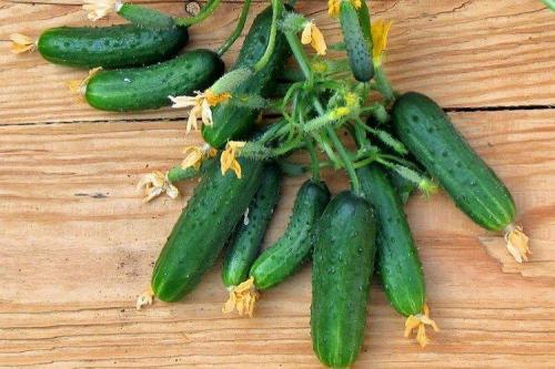 Какие сорта огурцов наиболее популярны в странах Восточной Европы для засолки. Самые высокоурожайные сорта огурцов: фото, названия и описания (каталог)