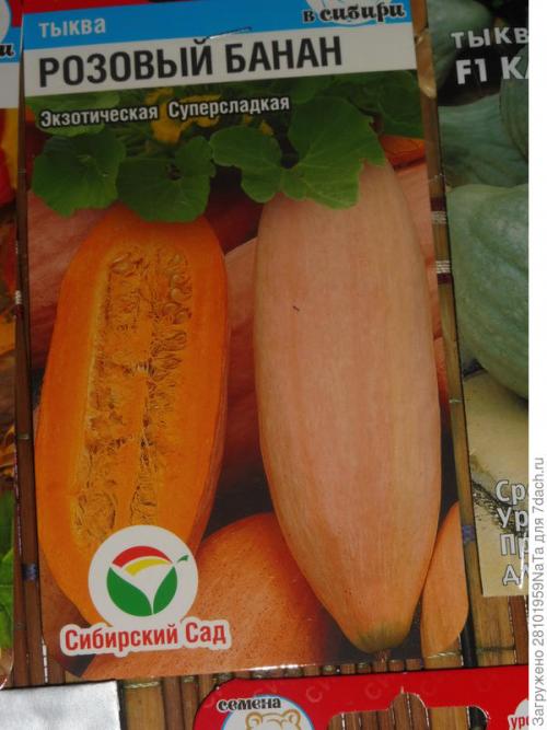 Тыква сладкий банан. Розовый банан - это вкусная тыква