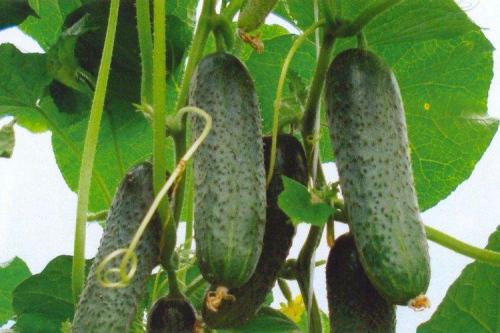 Какие сорта огурцов наиболее популярны в странах Восточной Европы для засолки. Самые высокоурожайные сорта огурцов: фото, названия и описания (каталог)