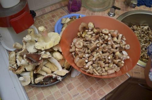 Маринованные опята на зиму в банках с уксусом. Маринованные опята с уксусом – самый вкусный рецепт