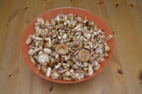 Маринованные опята на зиму в банках с уксусом. Маринованные опята с уксусом – самый вкусный рецепт