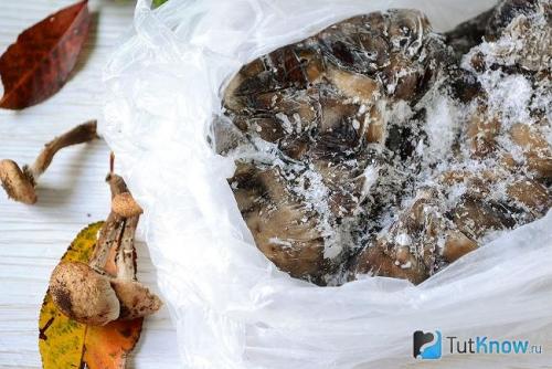 Рецепты приготовления замороженных опят. Как приготовить замороженные опята в домашних условиях — лучшие рецепты приготовления 08