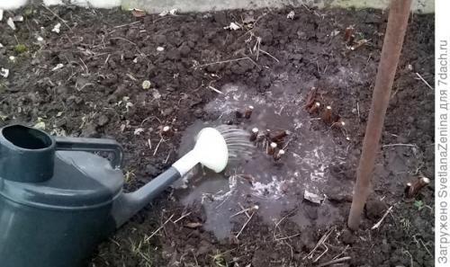 Как укрыть ремонтантную малину на зиму. Подготовка ремонтантной малины к зиме