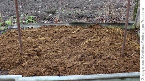 Как укрыть ремонтантную малину на зиму. Подготовка ремонтантной малины к зиме