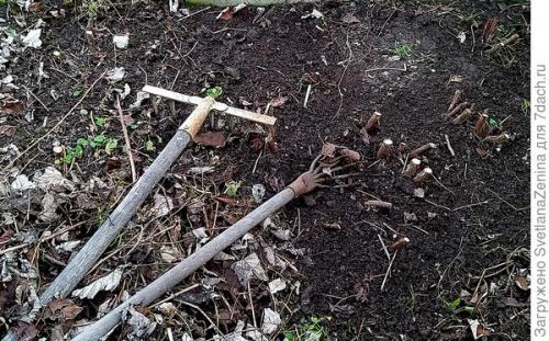 Как укрыть ремонтантную малину на зиму. Подготовка ремонтантной малины к зиме