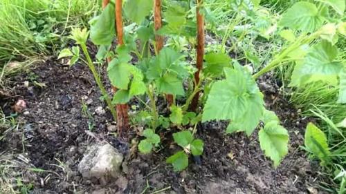 Что будет если не обрезать ремонтантную малину на зиму. Для чего нужно обрезать малину