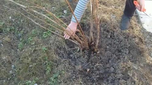 Что будет если не обрезать ремонтантную малину на зиму. Для чего нужно обрезать малину