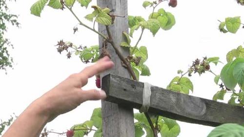 Как связывать малину на зиму. Особенности проведения процедуры