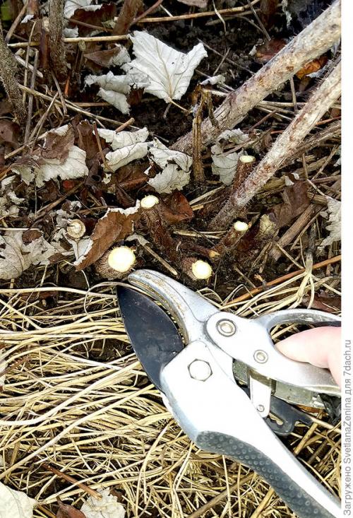 Как укрыть ремонтантную малину на зиму. Подготовка ремонтантной малины к зиме