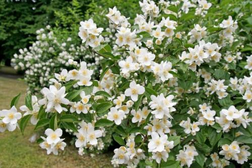 Золотая осень: красота и символика цветка 03