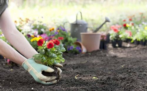 Золотая осень: красота и символика цветка 02