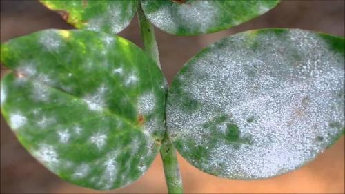 Золотая осень: красота и символика цветка 11