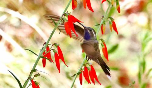 Взлёт ласточки: Ультразвуковое исследование полета птиц 02 Взлёт ласточки: Ультразвуковое исследование полета птиц 02