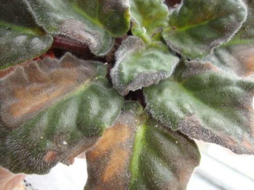 Золотая осень: красота и символика цветка 10