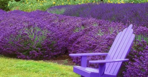 Золотая осень: красота и символика цветка 06