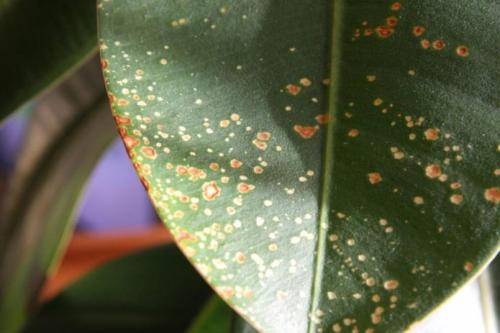 Золотая осень: красота и символика цветка 07