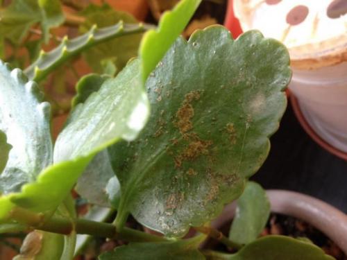 Золотая осень: красота и символика цветка 09