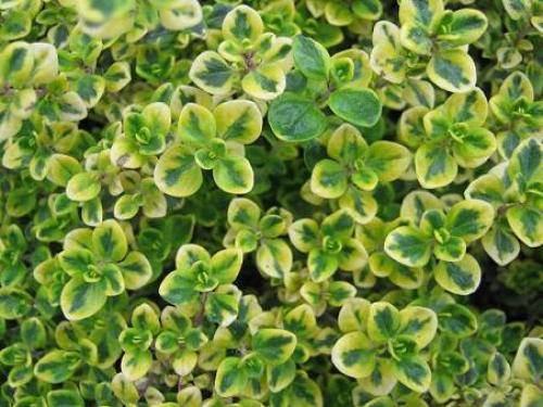 Тимьян лимонный зимовка. Правила выращивания чабреца лимонного в горшке и грунте, посадка и уход, сорта растения