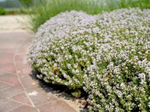 Что делать с тимьяном осенью. Выращивание в открытом грунте