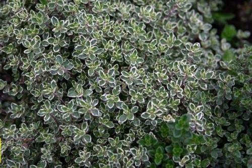 Тимьян лимонный зимовка. Правила выращивания чабреца лимонного в горшке и грунте, посадка и уход, сорта растения