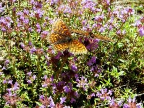 Тимьян, как зимует. Как выглядит тимьян ползучий и как за ним ухаживать? 01