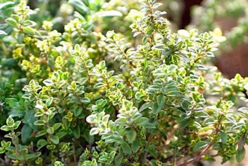 Тимьян лимонный зимовка. Правила выращивания чабреца лимонного в горшке и грунте, посадка и уход, сорта растения