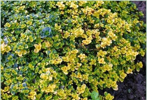 Тимьян лимонный зимовка. Правила выращивания чабреца лимонного в горшке и грунте, посадка и уход, сорта растения