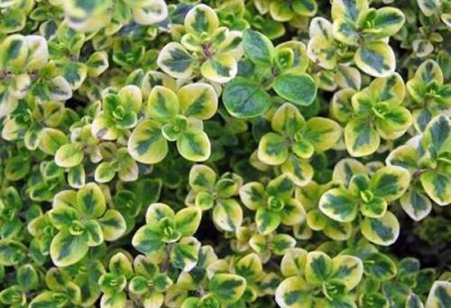 Тимьян лимонный зимовка. Правила выращивания чабреца лимонного в горшке и грунте, посадка и уход, сорта растения