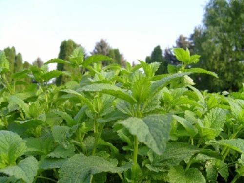 Как можно узнать, что лимонная мелисса находится в опасности и нуждается в помощи. Мелисса: полезные свойства и вред, применение, выращивание