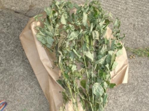 Как можно узнать, что лимонная мелисса находится в опасности и нуждается в помощи. Мелисса: полезные свойства и вред, применение, выращивание