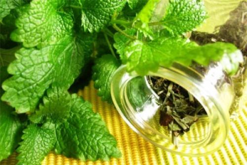 Как можно узнать, что лимонная мелисса находится в опасности и нуждается в помощи. Мелисса: полезные свойства и вред, применение, выращивание