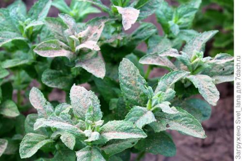 Какие причины могут привести к гибели лимонной мелиссы. Вредители мяты перечной и мелиссы лимонной, мы принимаем бой!