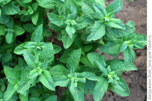 Какие причины могут привести к гибели лимонной мелиссы. Вредители мяты перечной и мелиссы лимонной, мы принимаем бой!