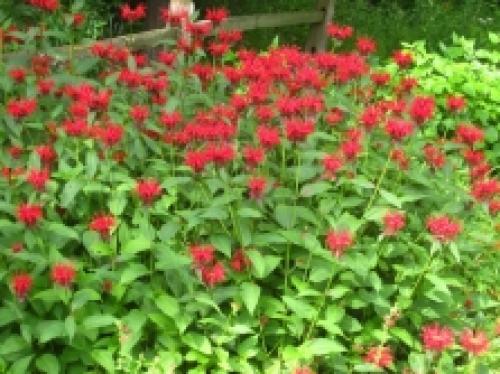 Как можно узнать, что лимонная мелисса находится в опасности и нуждается в помощи. Мелисса: полезные свойства и вред, применение, выращивание