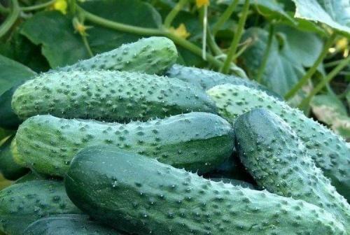 Как отличить огурцы для засолки от салатных огурцов