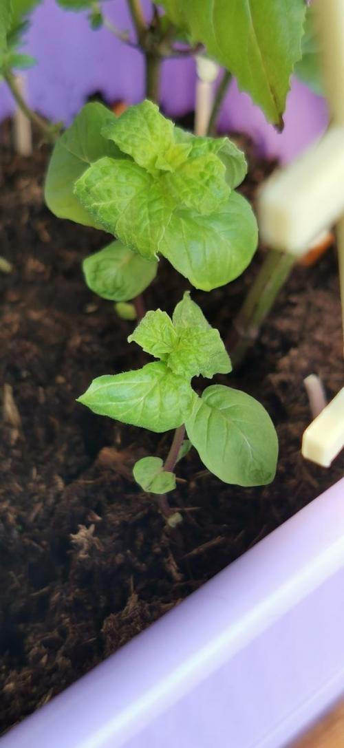 Неужели погибла моя лимонная мелисса. Мята на подоконнике погибает, вянут и сворачиваются листья. Как её спасти?