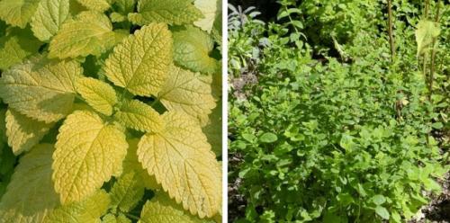 Какие факторы могут повлиять на рост лимонной мелиссы. Описание растения