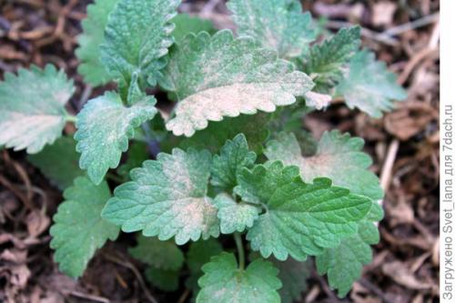 Какие причины могут привести к гибели лимонной мелиссы. Вредители мяты перечной и мелиссы лимонной, мы принимаем бой!