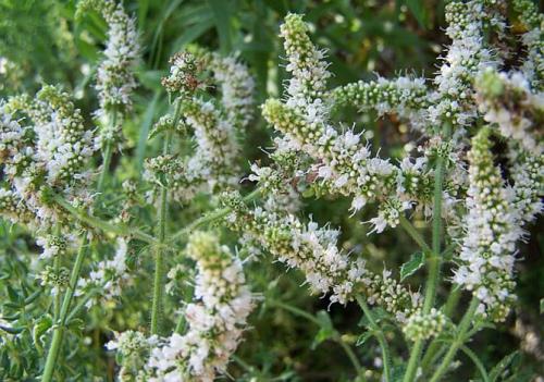 Какие факторы могут повлиять на рост лимонной мелиссы. Описание растения